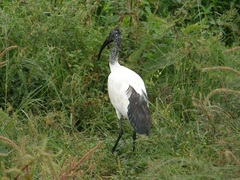Threskiornis aethiopicus
