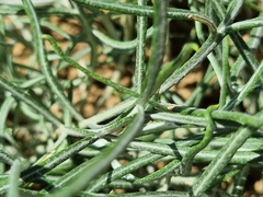Jurinea ewersmannii