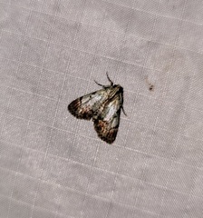 Epipaschia superatalis