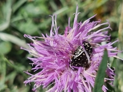 Jurinea ewersmannii