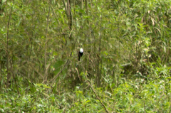 Arundinicola leucocephala