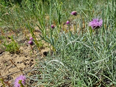 Jurinea ewersmannii