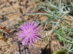 Jurinea ewersmannii