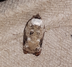 Acleris nivisellana