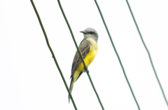 Tyrannus melancholicus