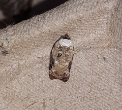 Acleris nivisellana