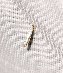 Argyresthia subreticulata