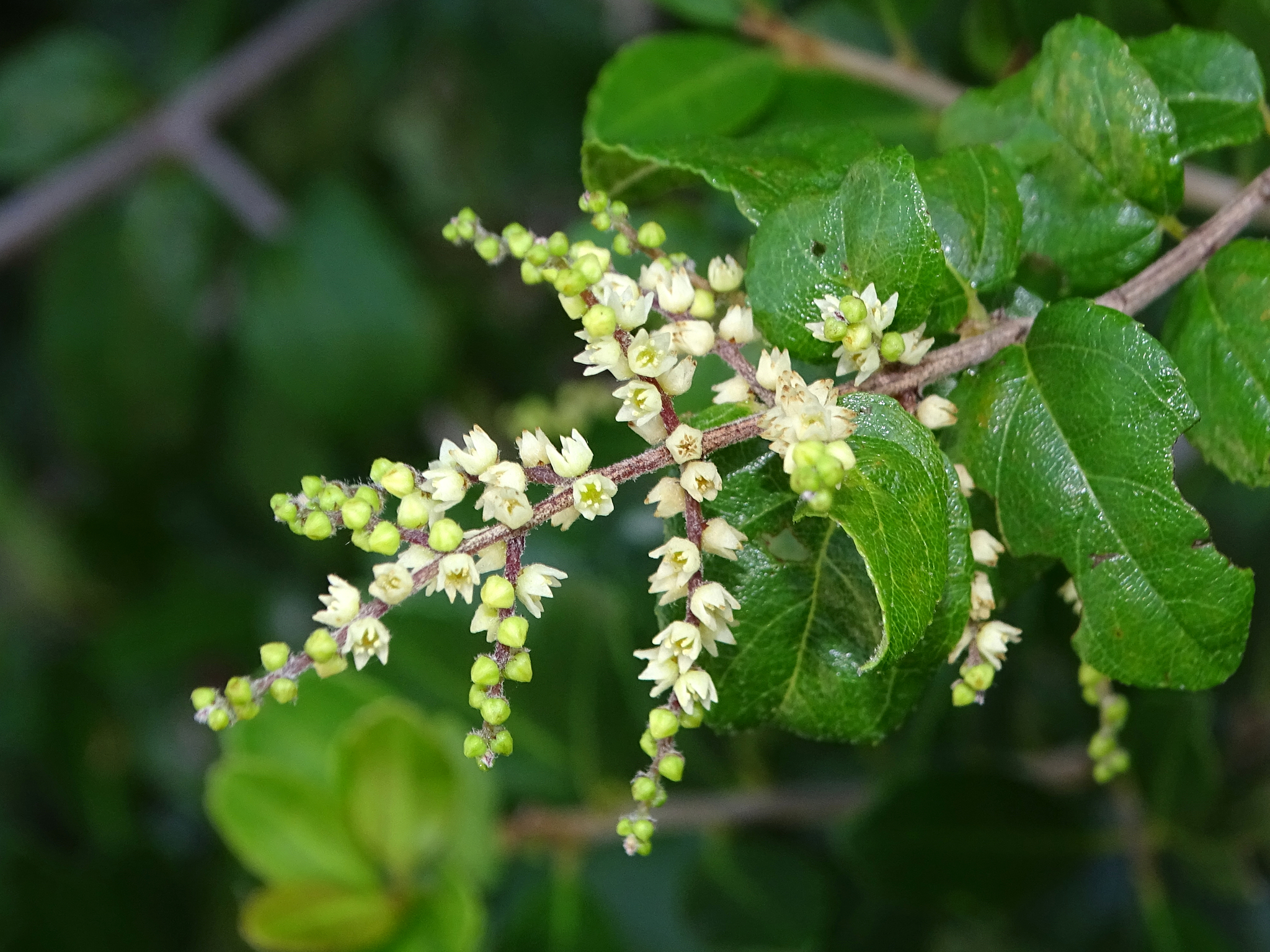 Sageretia minutiflora