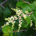 Small-flowered Buckthorn - Photo (c) Ryan Fessenden, some rights reserved (CC BY-NC), uploaded by Ryan Fessenden