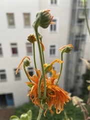 Asteraceae