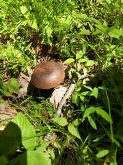Cyanoboletus cyaneitinctus
