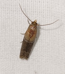 Moodna pallidostrinella