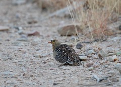 Pterocles bicinctus multicolor