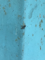 Xystromutilla turrialba