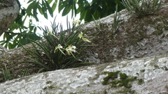 Brassavola