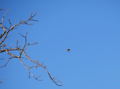 Cecropis senegalensis