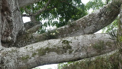 Brassavola