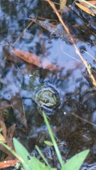 Pelophylax ridibundus