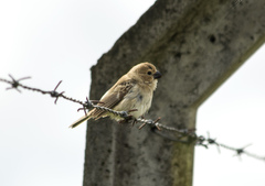 Sporophila albogularis