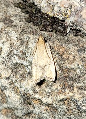 Psilocorsis quercicella