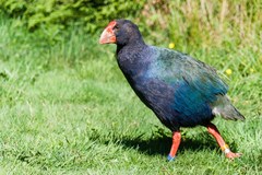 Porphyrio hochstetteri