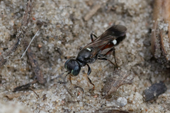 Alysson spinosus
