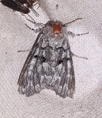 Panthea furcilla
