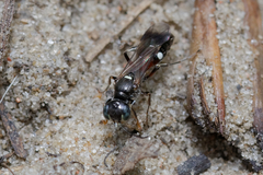 Alysson spinosus