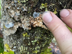 Lobaria hallii