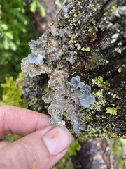 Lobaria hallii