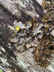 Lobaria hallii
