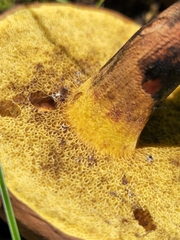 Cyanoboletus cyaneitinctus