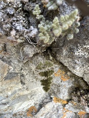 Myriopteris parryi image