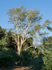 Vachellia xanthophloea