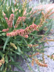 Rumex paucifolius