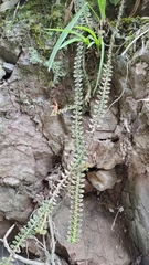 Dichaea muricatoides