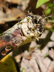 Cyanoboletus cyaneitinctus
