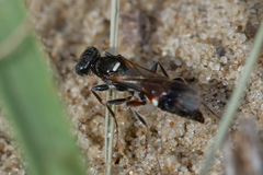 Alysson spinosus