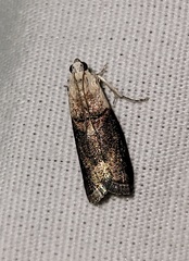 Acrobasis palliolella