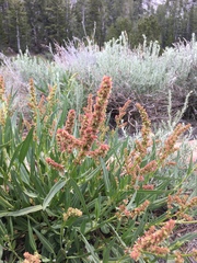 Rumex paucifolius