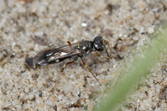Alysson spinosus