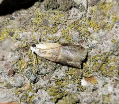 Acrobasis demotella