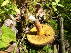 Cyanoboletus cyaneitinctus