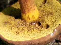 Cyanoboletus cyaneitinctus