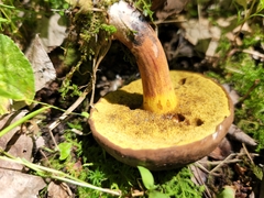 Cyanoboletus cyaneitinctus
