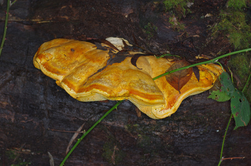 Polyporus australiensis image