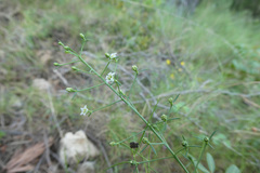 Thesium divaricatum