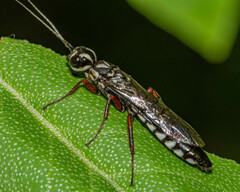 Xiphydria maculata