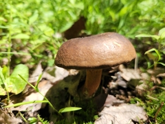 Cyanoboletus cyaneitinctus