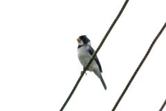 Sporophila albogularis
